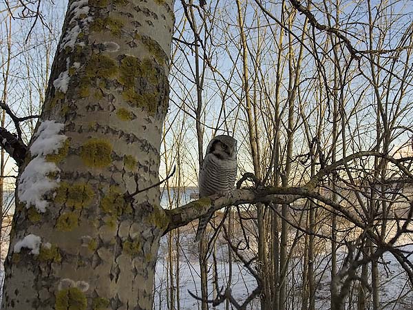 Hiiripöllö, Northern Hawk Owl, Surnia ulula